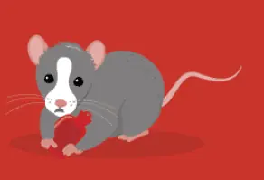 rat respiratory infections