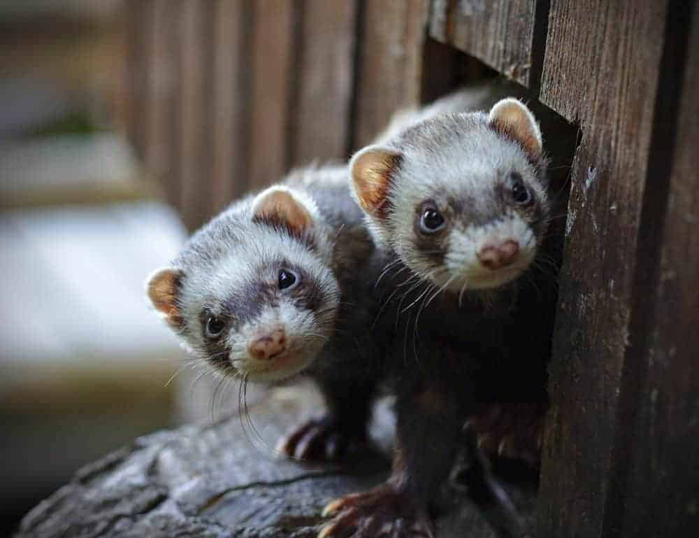 Featured image for Ferrets in residence