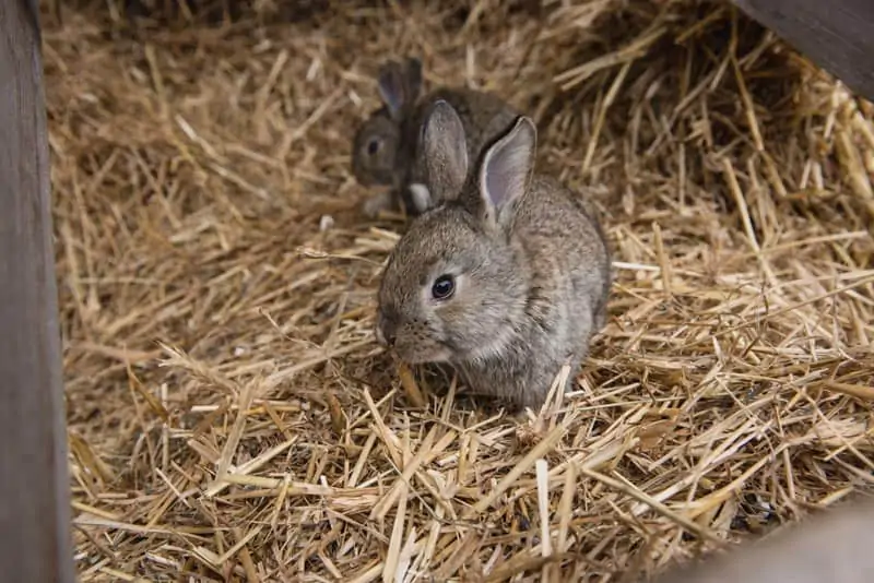 Featured image for Meadow Hay vs Timothy Hay: Which is best for small animals?