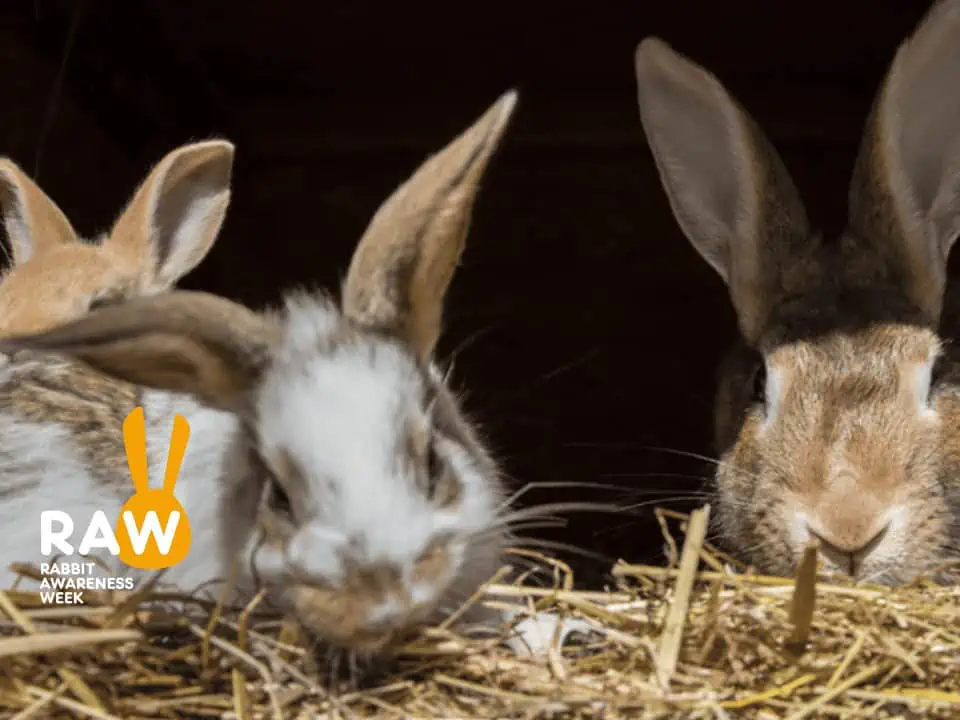 Featured image for Making an impact – Rabbit Awareness Week 2023