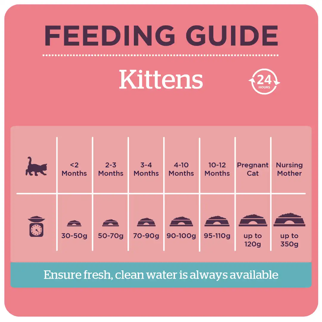 Kitten Chicken product image