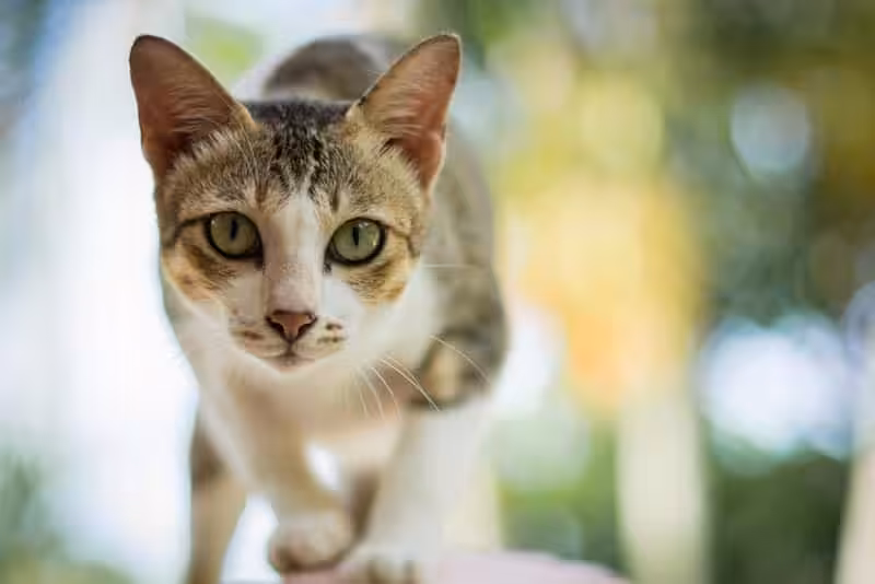Featured image for All about Devon Rex cats