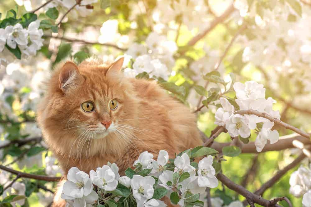 Featured image for Does your cat love to spend lots of time outdoors? How can you keep them safe and sound?