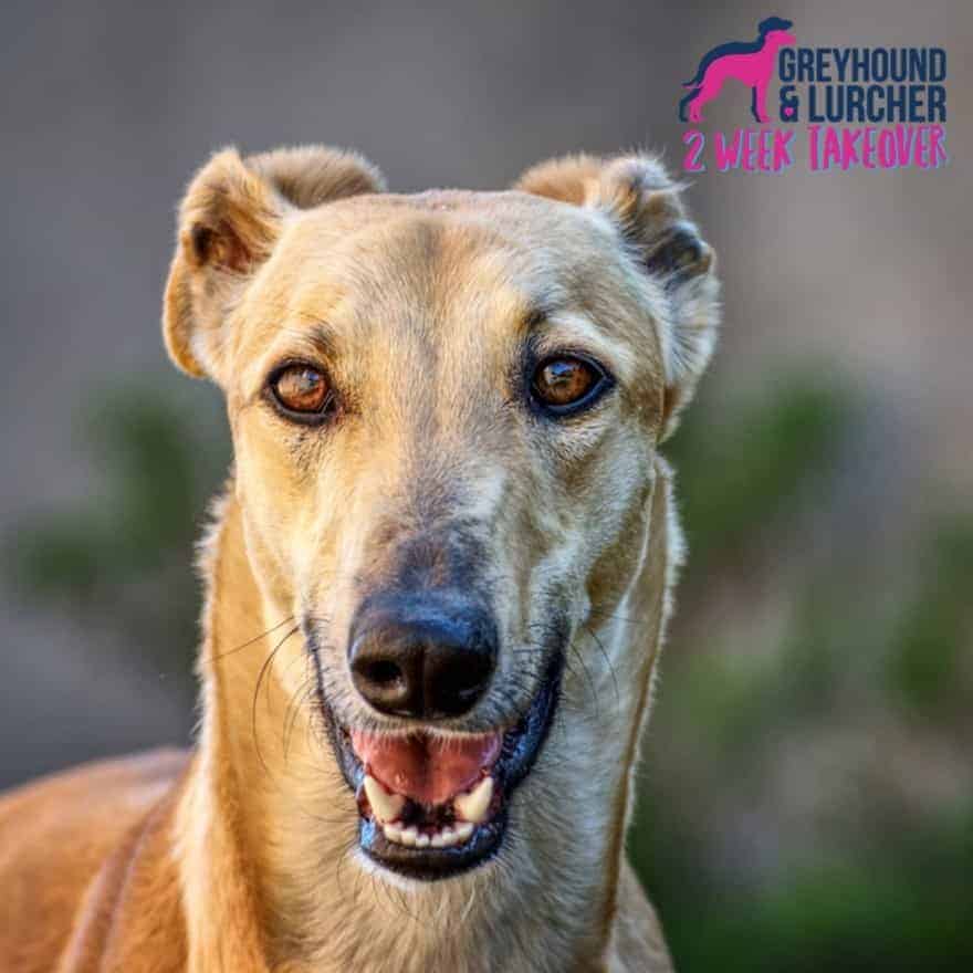 Featured image for Greyhound & Lurcher Two-Week Takeover is Back!