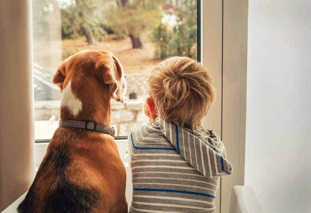 Featured image for The family dog – making it work for pets and children