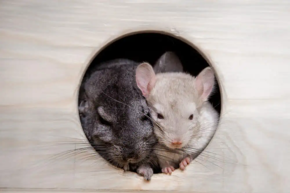 Featured image for Chinchilla Q&A