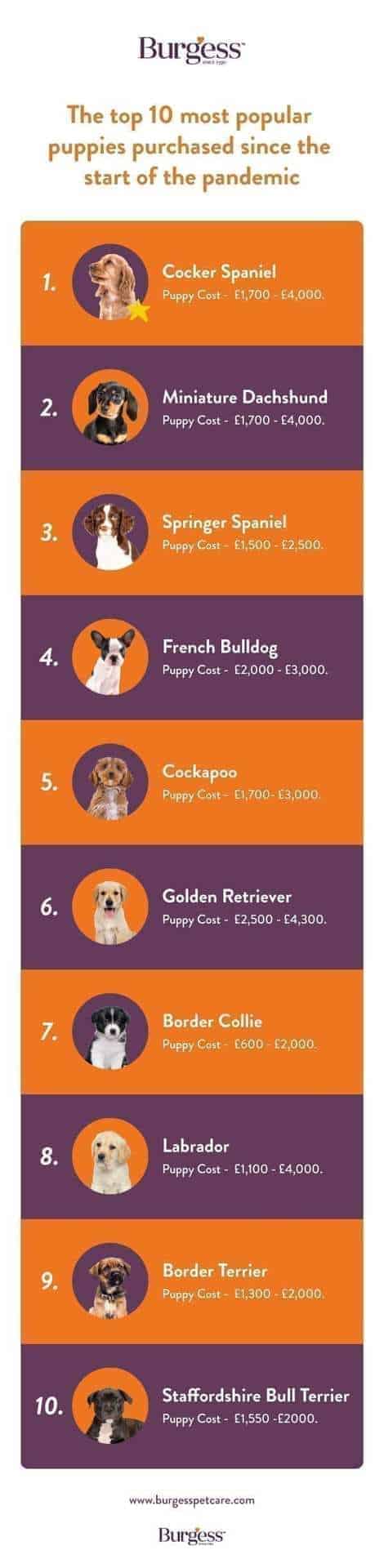 an infographic to show the cost of dogs