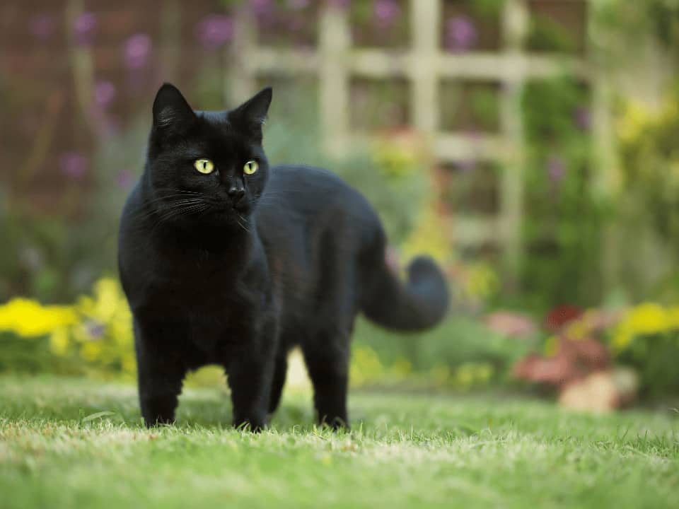 Featured image for Does your cat get spooked by Halloween?