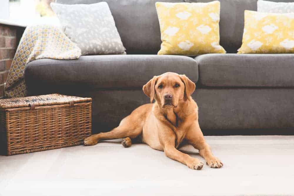 Featured image for Sharing your home with a canine chum – which breed of dog is the right fit for you and the place that you live?