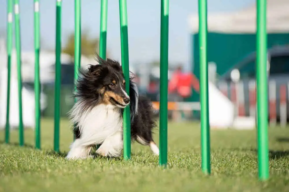 Featured image for Flying paws and rounds of applause – would your dog be good at dog agility?