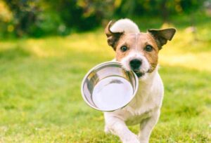 Dog-food-bowl-burgess