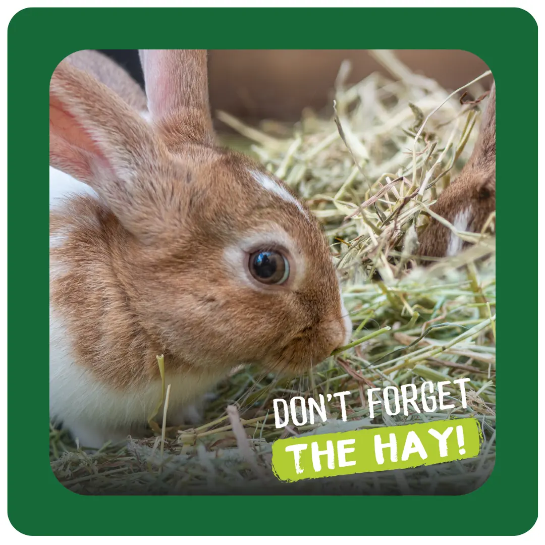 Excel Feeding Hay Dried Fresh Grass product image