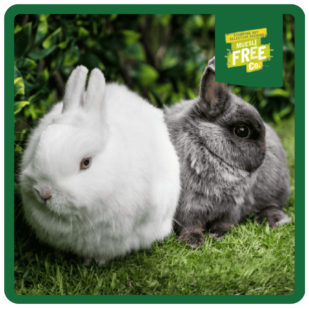 Excel Junior & Dwarf Rabbit Nuggets with Mint product image