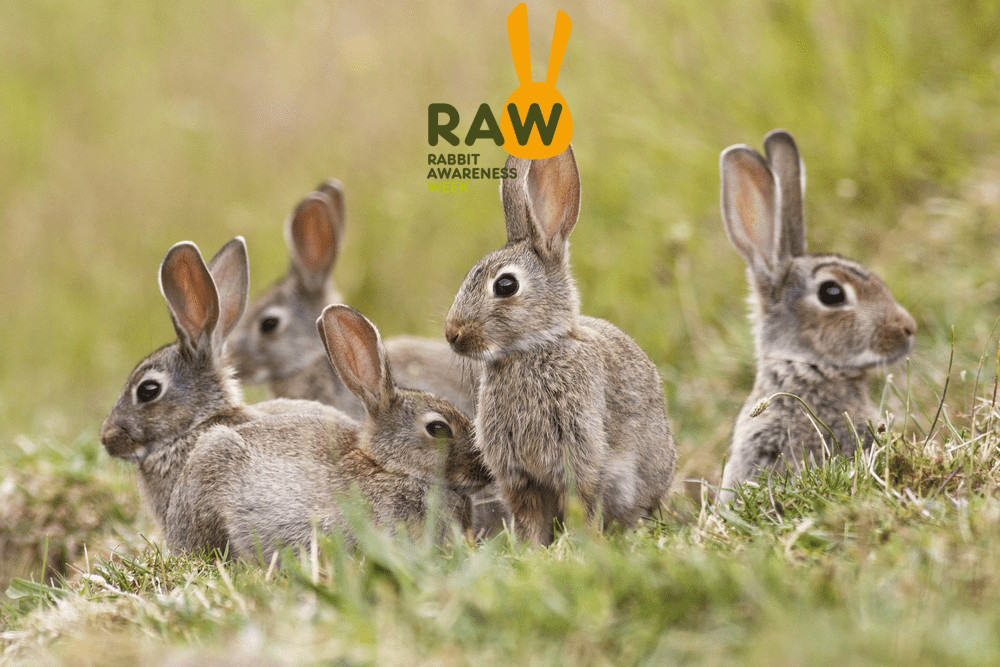 Featured image for Rabbit Awareness Week 2022 – it’s a wrap!