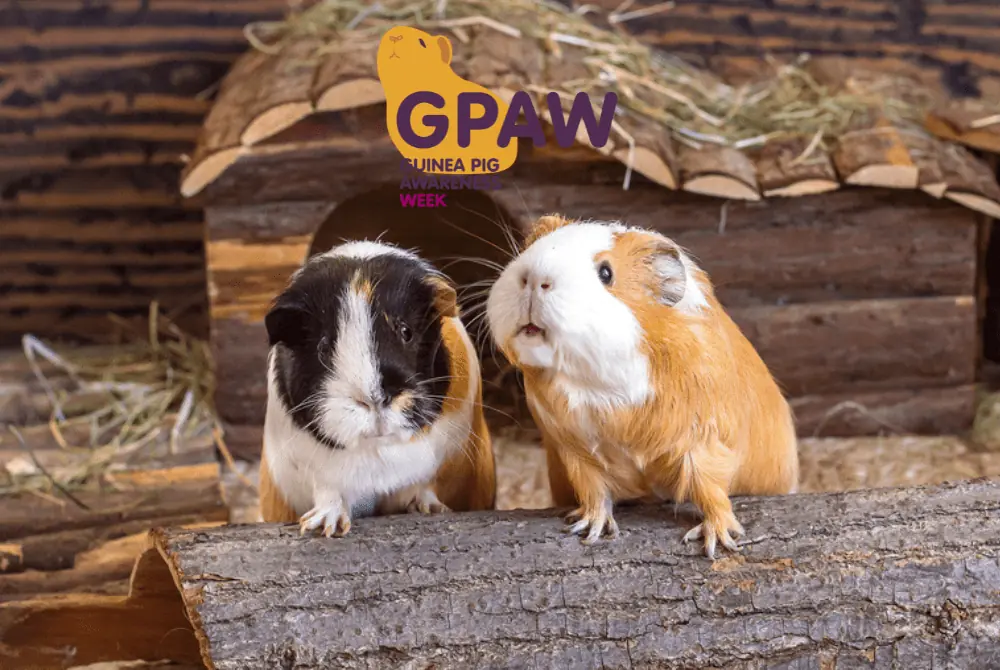 Featured image for GPAW – the squeakquel!