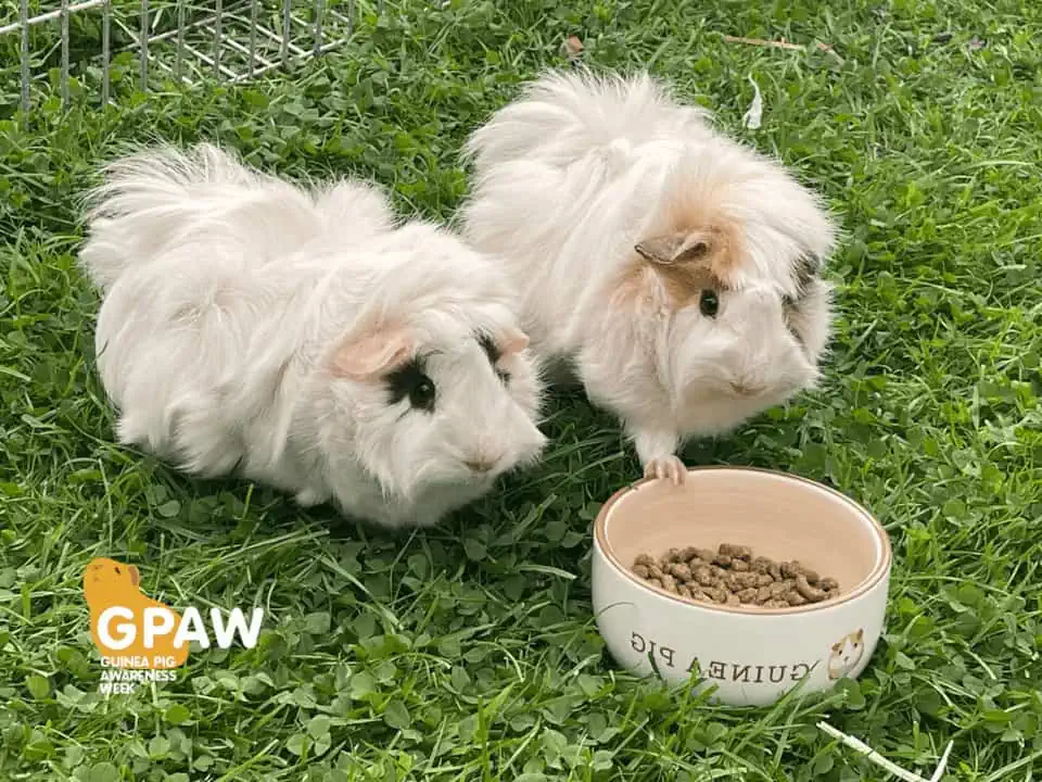 Featured image for GPAW the third – gorgeous guinea pigs shine in the spotlight