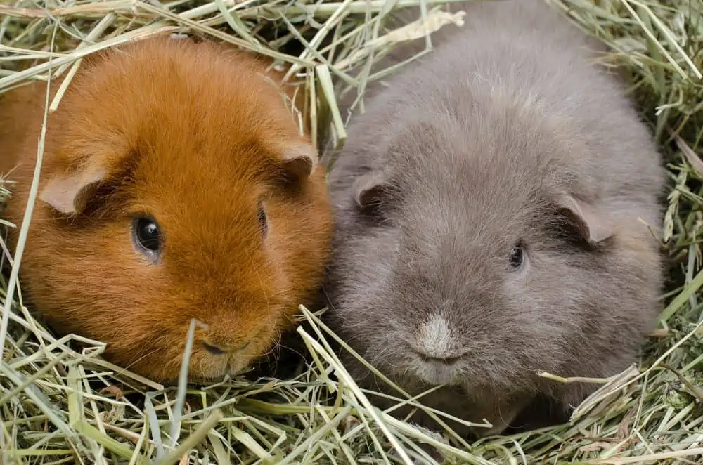 Featured image for Get to know your guinea pigs better