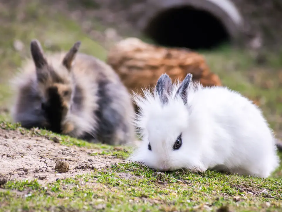 Featured image for Grooming your Lionhead rabbit