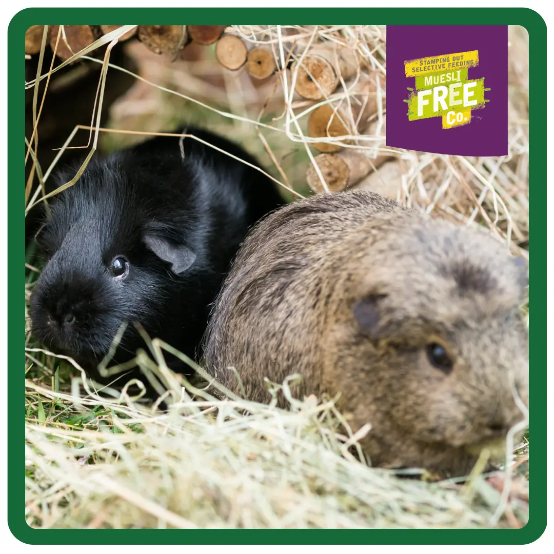 Excel Guinea Pig Nuggets with Blackcurrant & Oregano product image