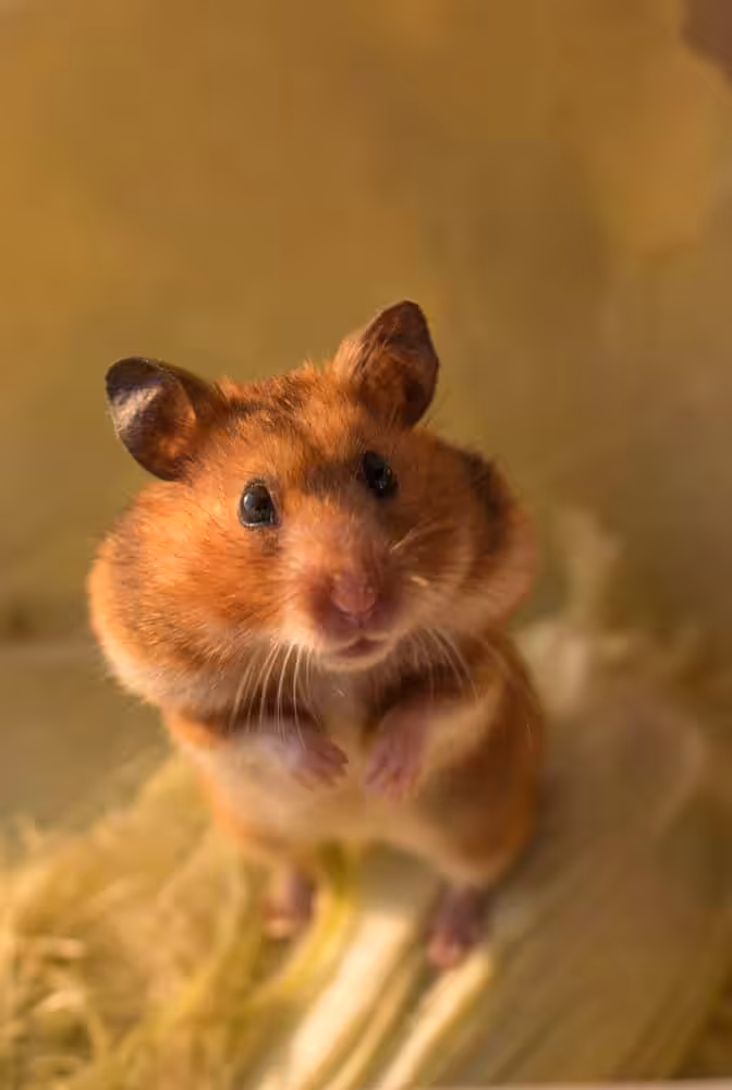 Featured image for Hamster health checks