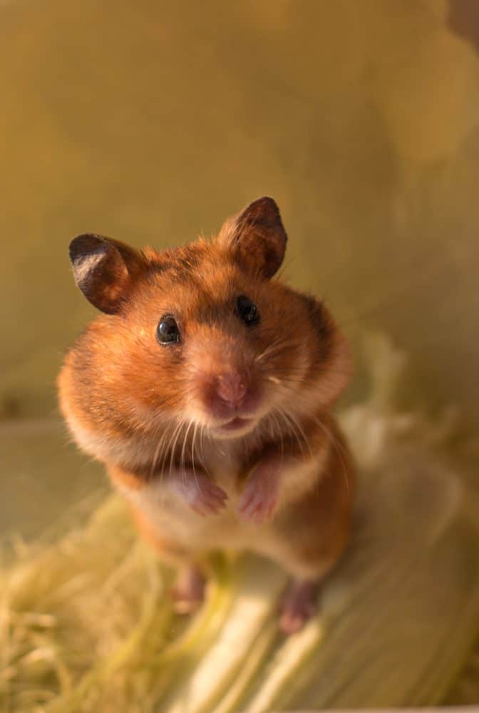 Featured image for Hamster health checks