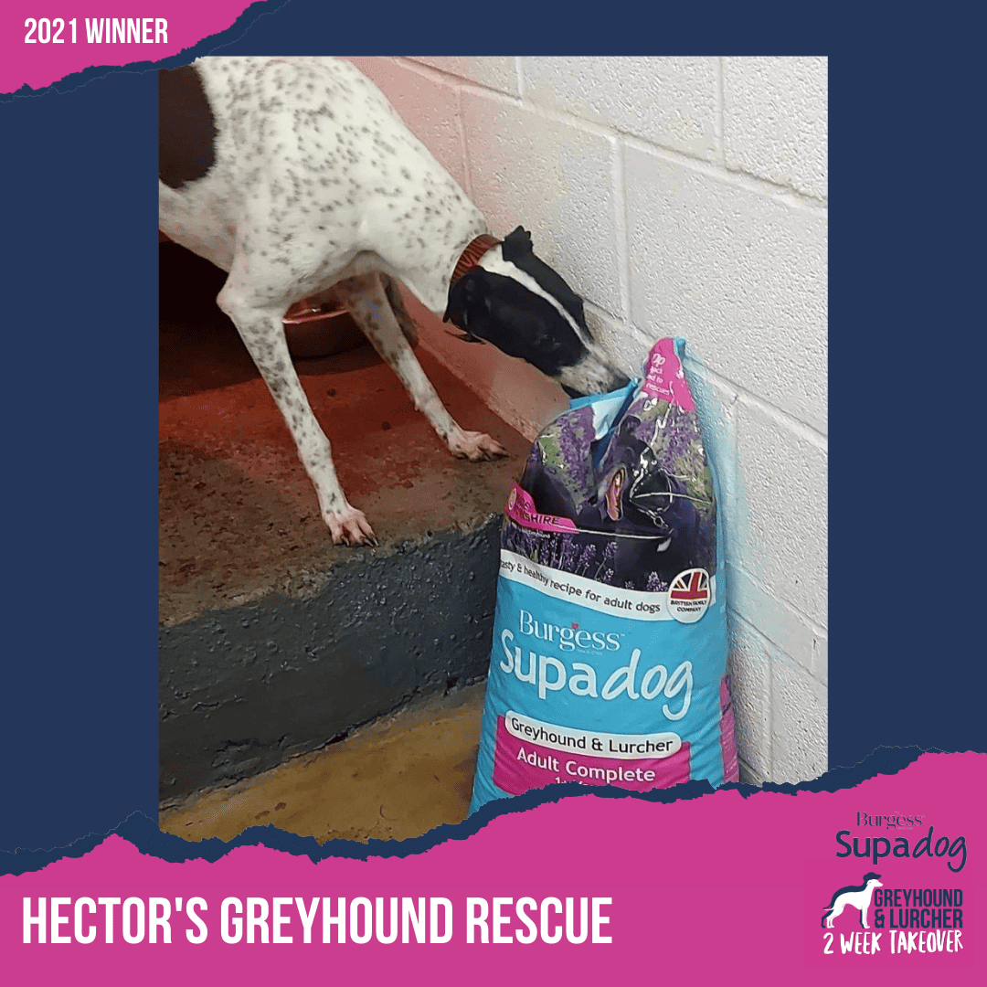 hector's greyhound rescue