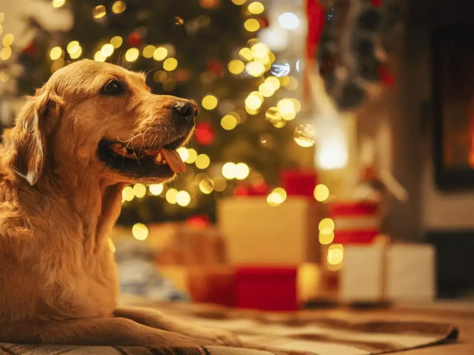 Featured image for How to pet proof your Christmas