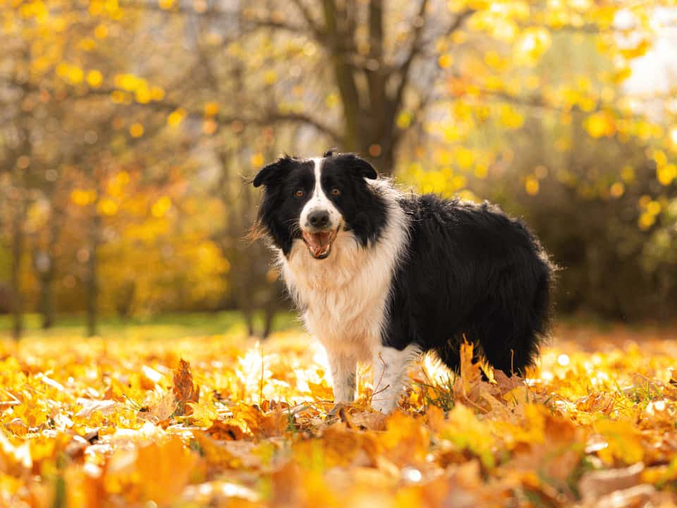 Featured image for How To Train A Border Collie