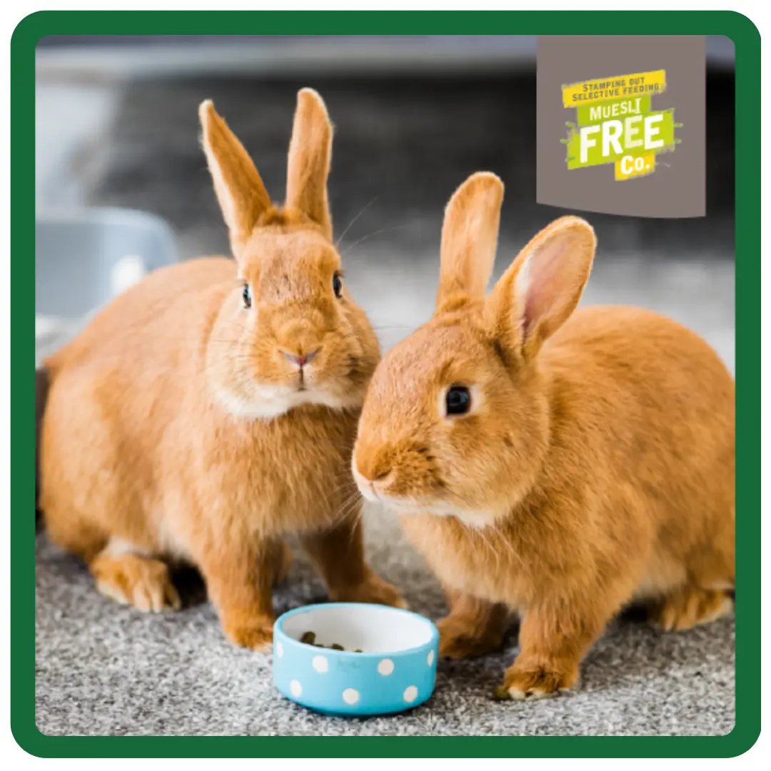 Excel Indoor Rabbit Nuggets with Dandelion & Nettle product image