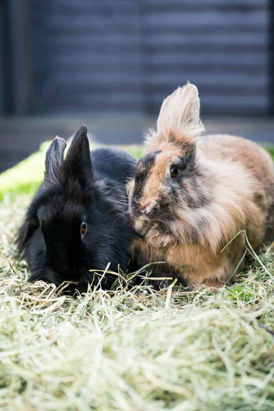 Featured image for Indoor guinea pigs and house bunnies