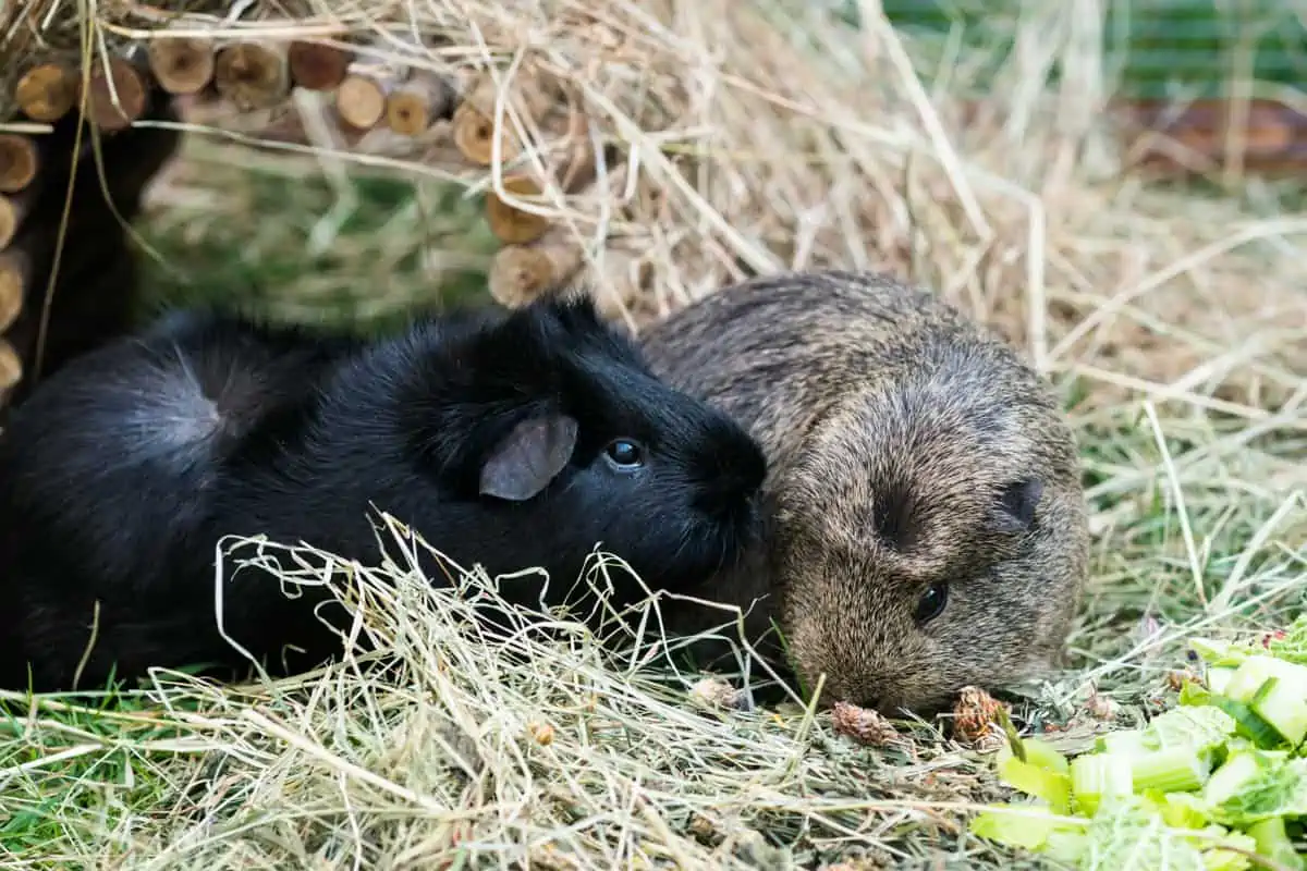 Featured image for Is it OK to switch your guinea pigs’ food?