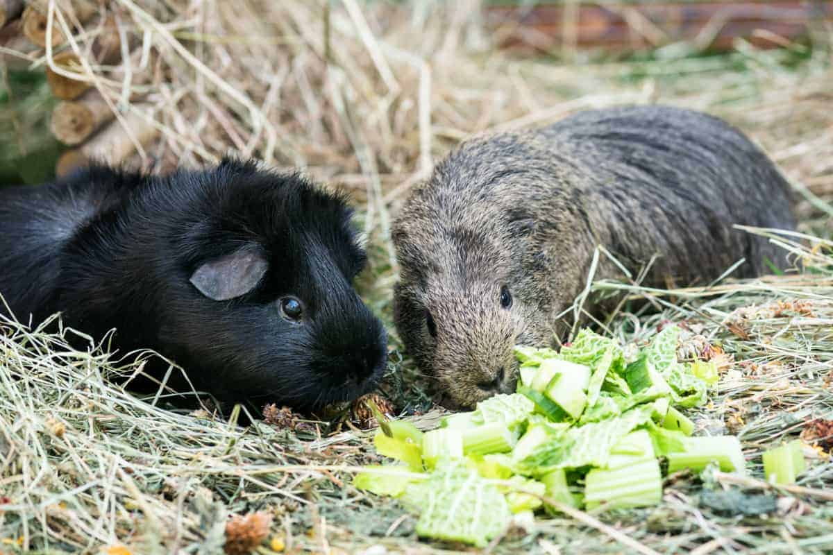 Featured image for Feeding your guinea pigs – why they don’t need life stage food