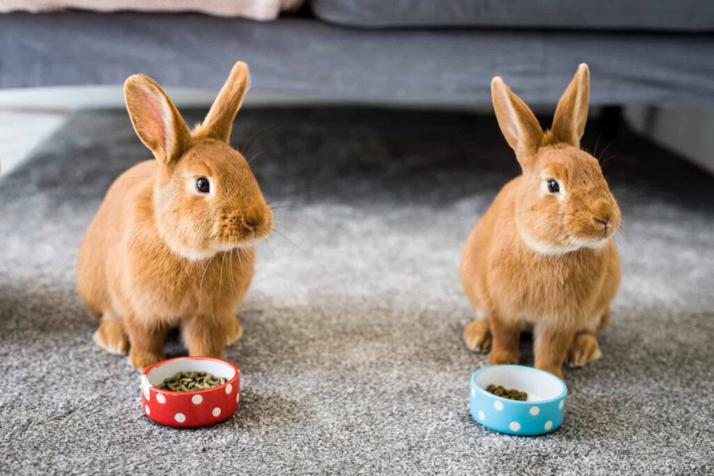 Bunny rabbit hot sale eating