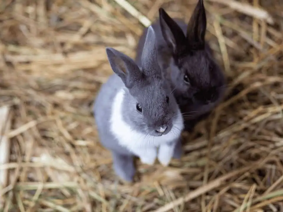 Featured image for Litter training your rabbits