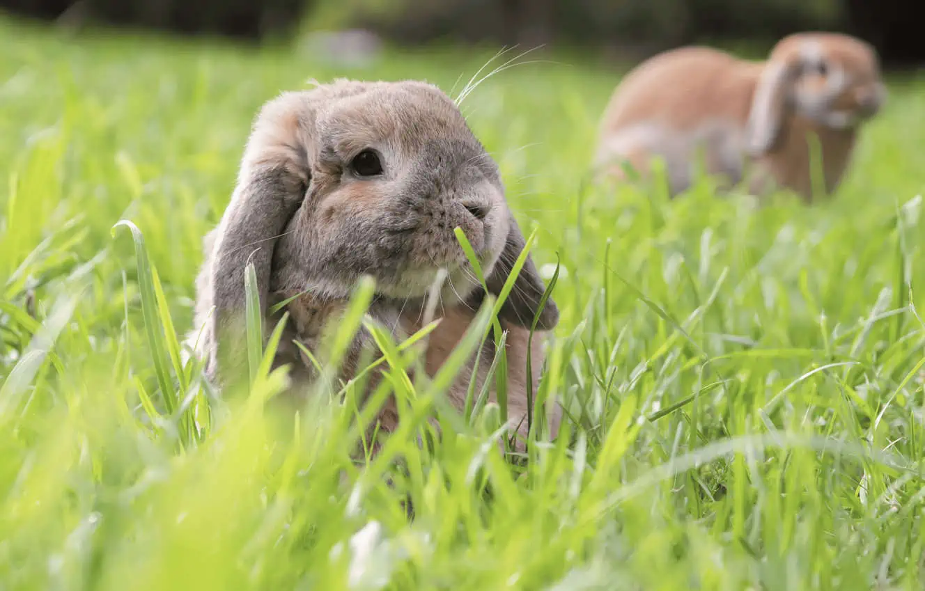 Featured image for How Much Should I Feed My Mini Lop Rabbit?