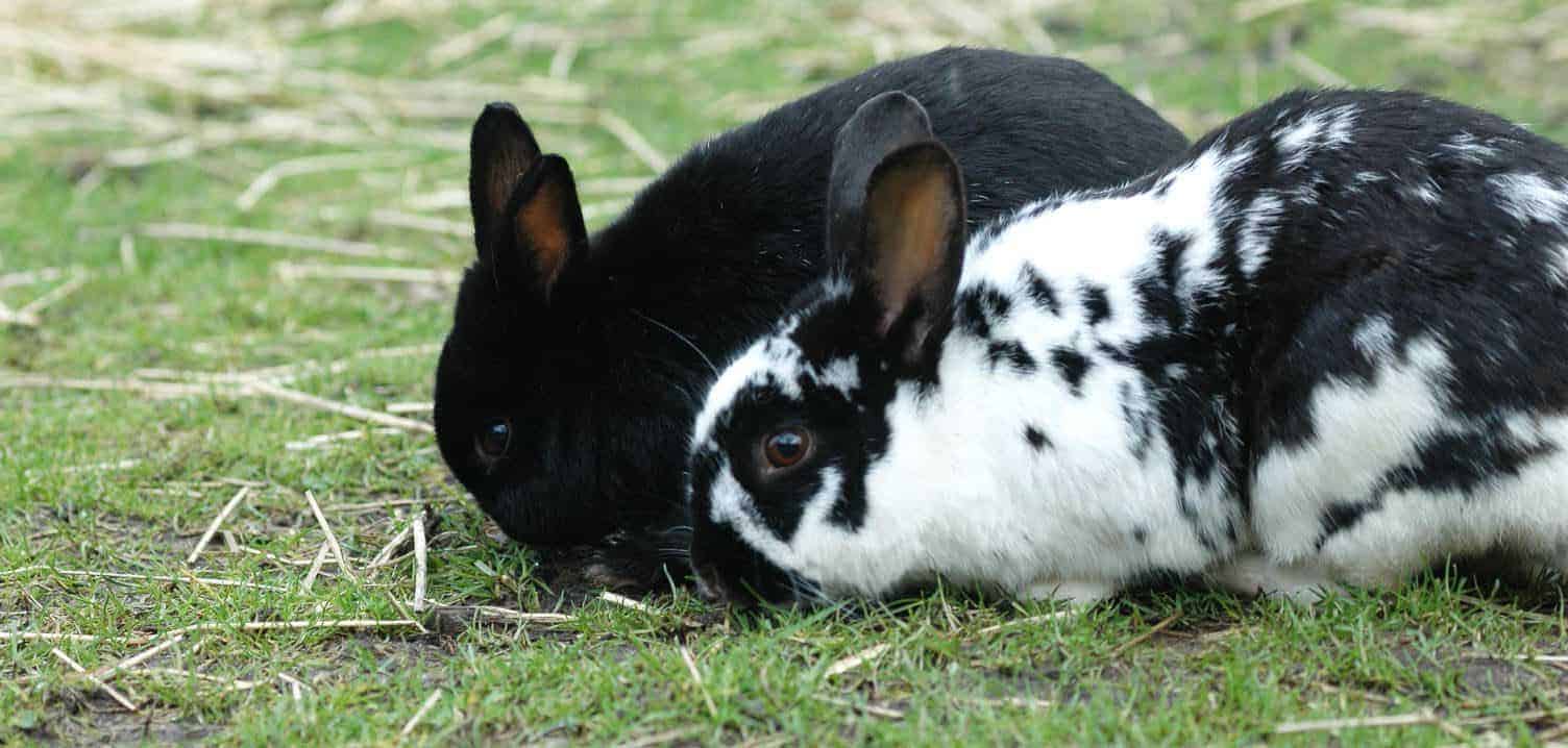 Featured image for Rabbits and guinea pigs – is indoors or outdoors best?