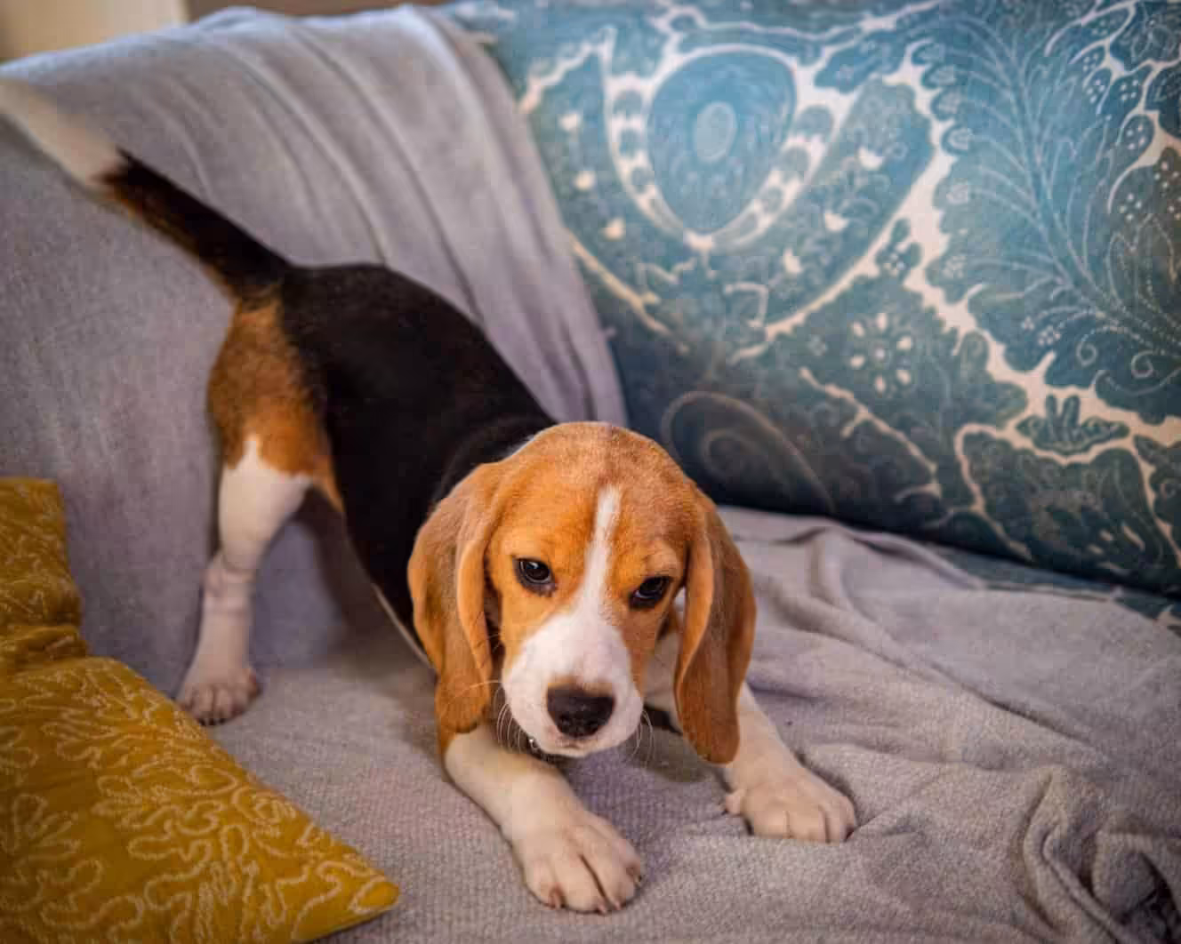 Featured image for Does my puppy need sensitive dog food? Six of your most common sensitive puppy food questions answered.