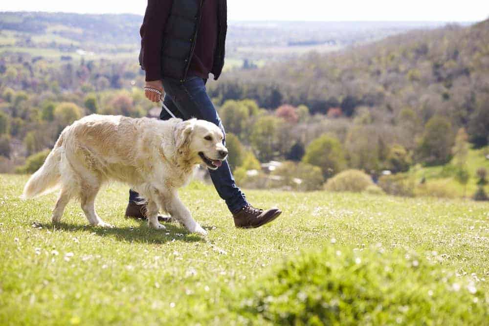 Featured image for 8 ways to help prevent your dog from being stolen