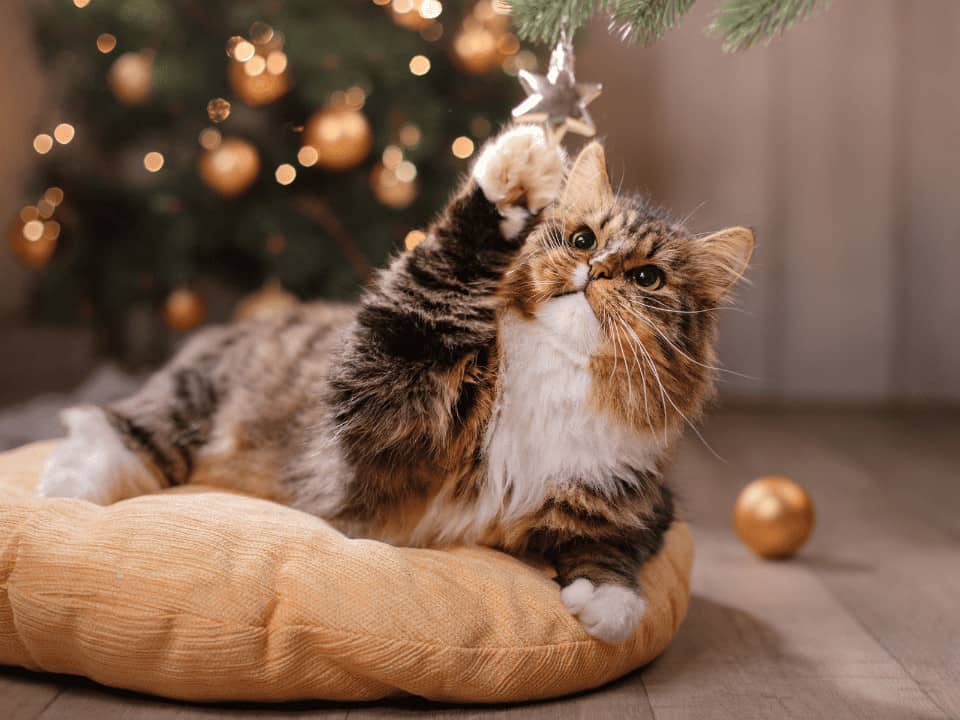 Featured image for Pets on TV – A Christmas quiz!