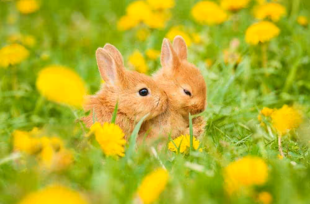 Featured image for Rabbit Awareness Week 2021 – keep on hopping!