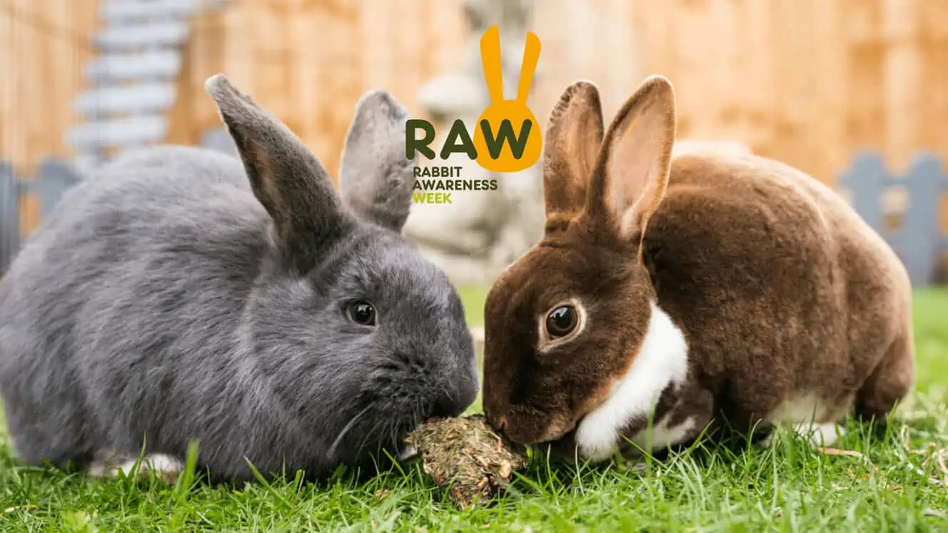 Featured image for What is Rabbit Awareness Week? Your questions, answered!