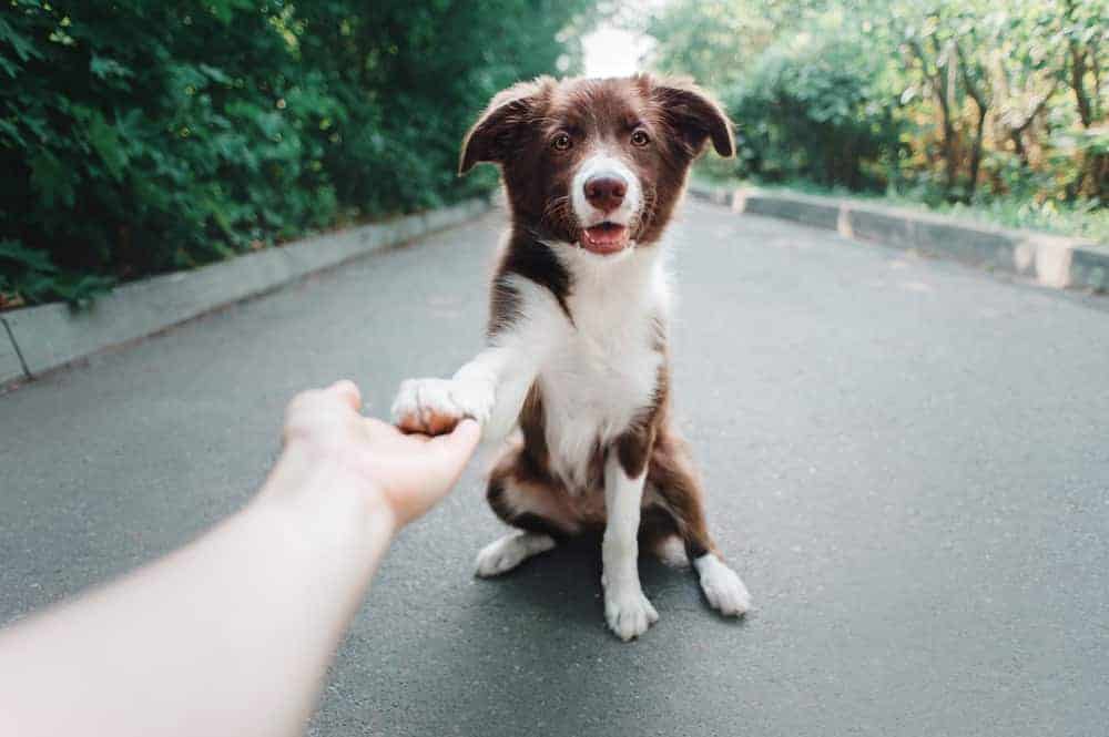 Featured image for Best behaviour – how to train your dog to make a polite hello