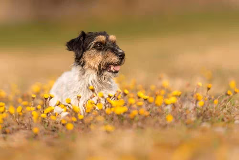 Featured image for Why what dog food you choose can be a sensitive issue