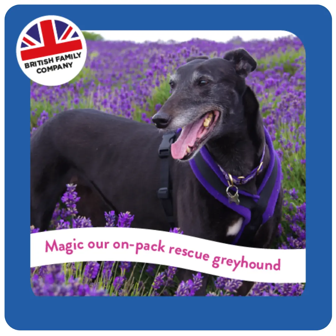 Greyhound & Lurcher with Chicken product image