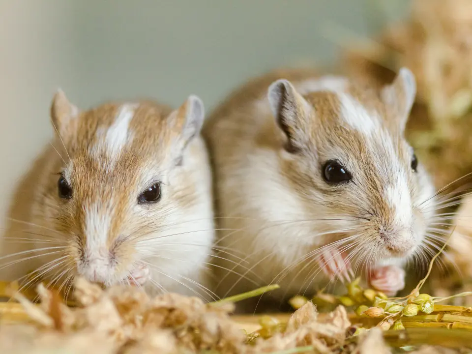 Featured image for The ultimate guide to happy gerbils