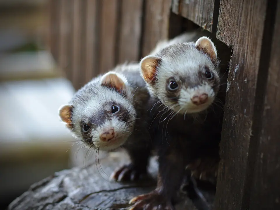 Featured image for The ultimate guide to happy, healthy ferrets