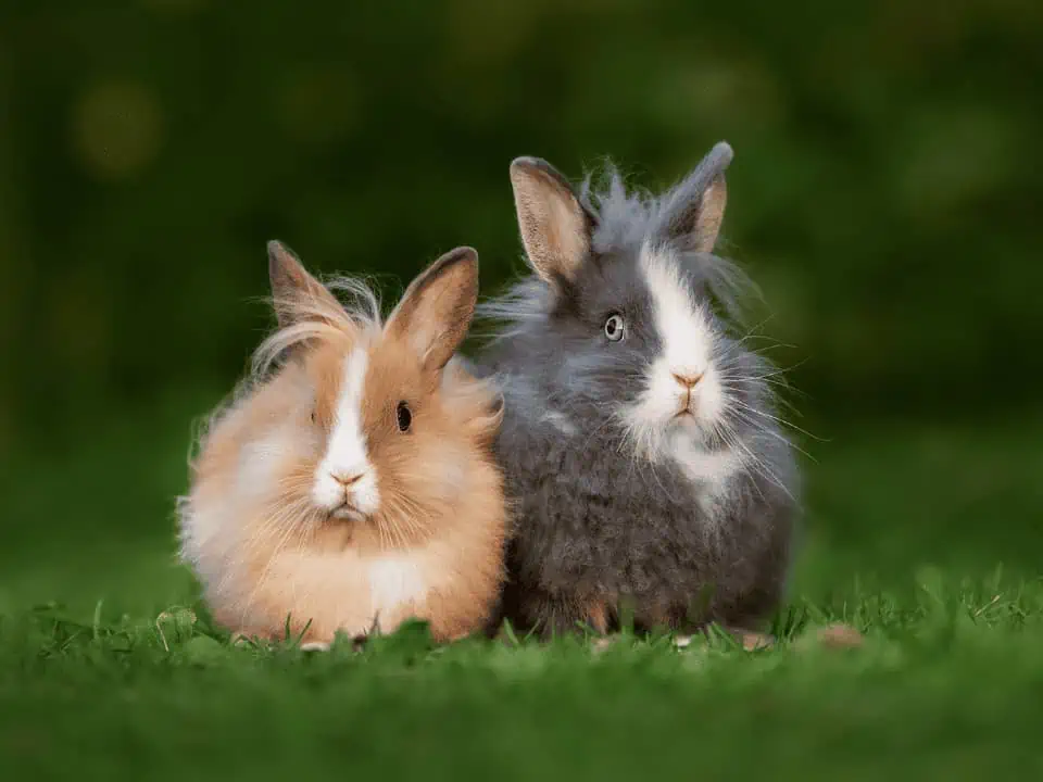 Featured image for What Do You Feed a Lionhead Rabbit?