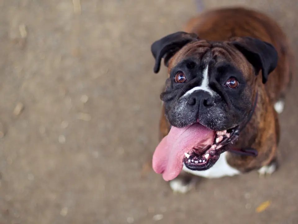 Featured image for What is The Best Dog Food For Boxer Dogs?