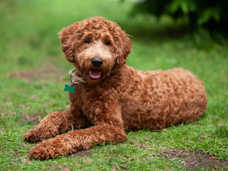 Featured image for What’s the best dog food for Labradoodles?