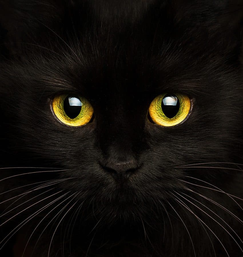 Featured image for The curious tale of the cat in the night